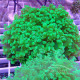 Euphyllia divisa toxic green L Indonésie euphy2368