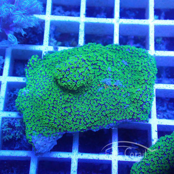 Montipora tuberculosa monti1315