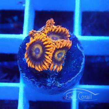 Zoanthus oxyde Z2109