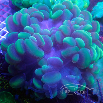 Plerogyra sinuosa vert L Indonésie plero121