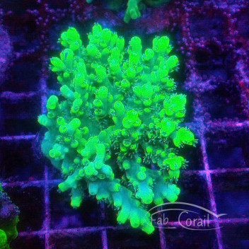 Acropora aculeus Indonésie acro6092