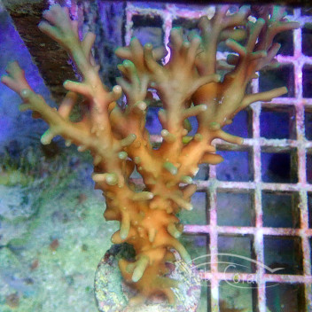 Acropora elegans deepwater RARE Indonésie acro6170