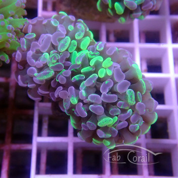Euphyllia parancora bicolor Indonésie euphy2566