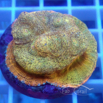 Echinophyllia premium echino356