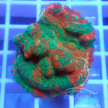 Echinophyllia ultra echino363