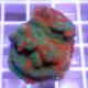 Echinophyllia ultra echino363