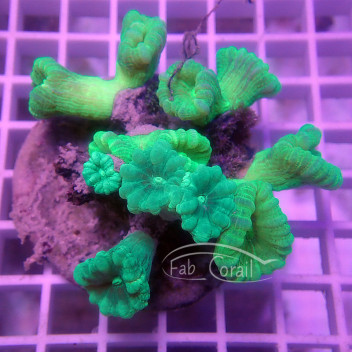 Caulastrea vert fluo caula311