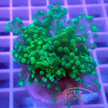 Euphyllia parancora orange Indonésie euphy2574